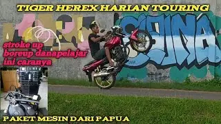 Tiger herex Papua // herex stroke up boreup harian