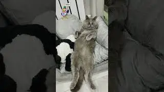 Попугай Кеша и кот Фёдор 😼