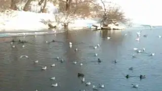 Angelo Anastasio - Remember you (Birds on Dnieper)