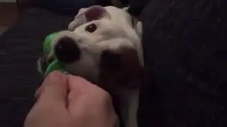 Little Jack Russell Terrier is Very ANGRY