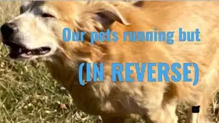Our pets  running but                          (IN REVERSE)