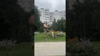 Амстафф с нашего двора 