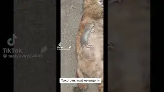 Такого вы точно нигде не видели ))