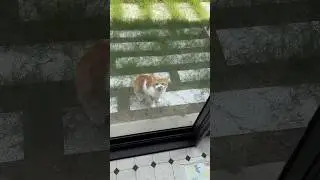 喜欢外出旅游的猫要怎么回家？#shorts  #cat