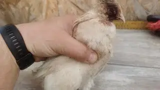Расклев у перепелов , содержание свет .Не стоит паниковать сразу.