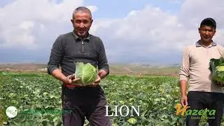 Lion F1 / AGRO EXPORT GROUP