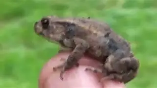 Посмотрите, какими маленькими могут быть животные!
