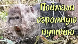 Нутрия живущая в реке.