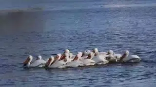 Грачи прилетели