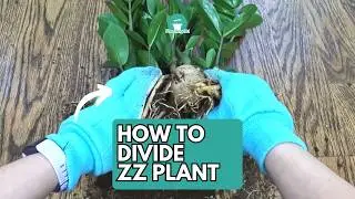 How to Divide ZZ Plant | ZZ Plant Propagation | ZZ Plant | Zanzibar Gem | Zamioculcas zamiifolia
