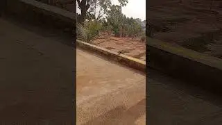 Passao vídeo se você gosta de Aves