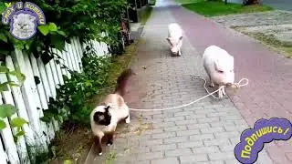 Свинка ведет кошку на поводке