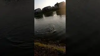 topwater action on the lunkerhunt spider  #bassfishing