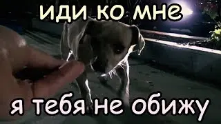 Бедный Песик Бродил по Стоянке и Просил у Людей Что-Нибудь Поесть…