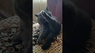 Котик умывается 🐱