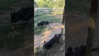 Немецкие овчарки! Джина 4,5 месяцев! Рина 6 месяцев! Герда 4,5 месяцев! Девчонки на прогулке!