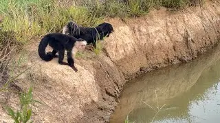 Little LueLue and Diesel Dog Exploring The New Monkey Fence