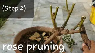 How to grow rose complete guide ( step 2 )  | Pruning different types of roses | Rose pruning