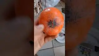 хурма "Мускат", назва умовна, якийсь сорт східної хурми.