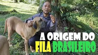 HISTORIA DA RAÇA FILA BRASILEIRO e suas origens #fci225 #vidanaroça #brazilianmastiff