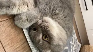 Кот бесится