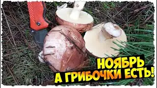 November?!?.. BUTTERFLY, what are you doing!?!.. | MUSHROOM picking