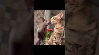 Funny cute cat #shorts #amazing #funnyanimals #funnycats