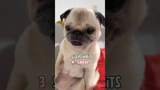 We love Loulou, including her silly habits! 🥰❤️ 