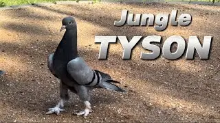 Голуби , 15 дней воспитания !!!