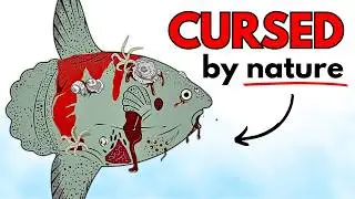 Why it Suck to be born as a Sunfish (mola mola)