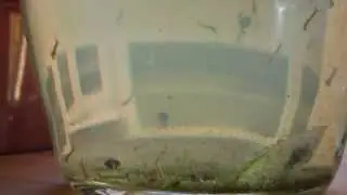 Tadpoles & Mosquito Larvae