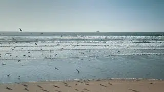 Habitats: Seashores [CLIP]