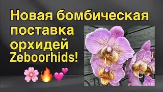 Невероятные орхидеи приехали к 