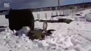 Подснежники вылазят