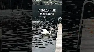 Лебединые маневры #лебеди #akselfrank