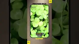 Clover: The Forgotten Superfood of the Wilderness🌿