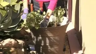 How to Plant a Potted Herb Garden : Gardening Advice