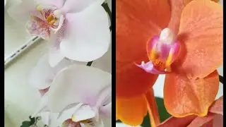 ВОСХИТИТЕЛЬНЫЙ ЮВЕЛИРНЫЙ ТОПАЗ И СОЛНЕЧНЫЙ РЫЖИК ГОЛДЕН ДИАМОНД! ❣️