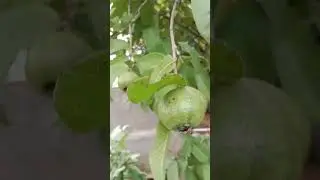 જામફળ 🫒#shortsvideo #shortvideo #trending #viral #reels #viralvideo #trend #india