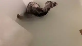 Slow motion ferret shake