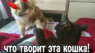 Что происходит с тихой кошкой Симоной?
