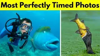 Most Perfectly Timed Photos Ever clicked  | Happye Vines