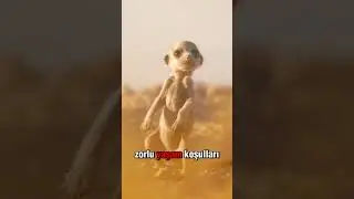 Vakit Bal Porsuğu misali Berlin'de iz bırakma vakti! Avrupa Kupası muhteşem oranlarla @MisliTv'de