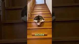 The most flexible cat in the world 