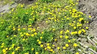 Цветущая ирга/#садогород
