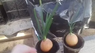 Посадка и рост лука глазами ребёнка