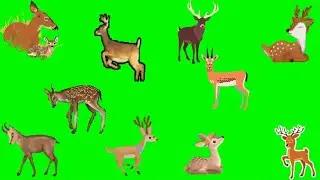 Deer Green Screen Animation | Cute |