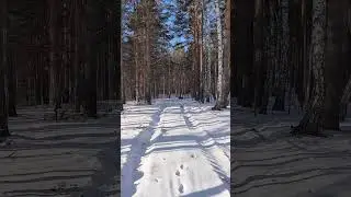 Прогулка по зимнему сосновому лесу