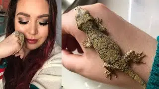 Meet my Baby Gargoyle Gecko | I'm back!