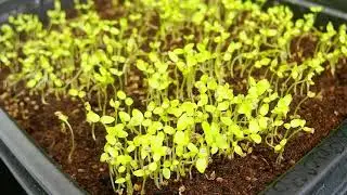 Celery Seed Grow from Seed | Seed Germination Time Lapse | indoor Sprout Test